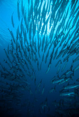 Fototapeta na wymiar mackerel barracuda kingfish diver blue scuba diving bunaken indonesia ocean