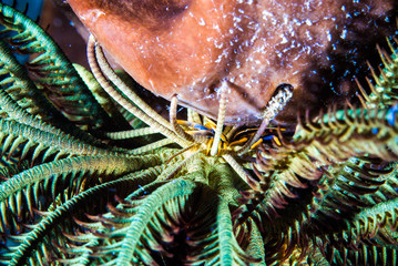 diver blue water scuba diving bunaken indonesia sea reef ocean