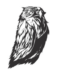 Vector illustration with angry owl