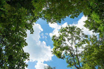 Trees on sky background