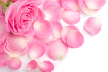 Obraz premium Close up of the pink rose petails