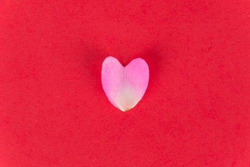 pink and white rose petal on red background