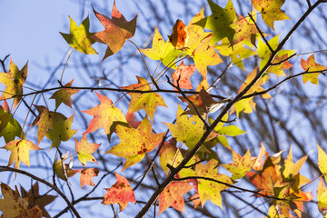 Tree Leaves Colors