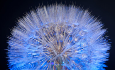 Fototapeta premium Macro di un soffione gigante fotografato in studio