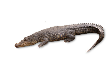 Freshwater crocodile isolated on white with clipping path.