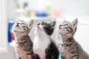 junge katzen gucken neugierig