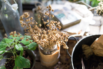 Decoration dried flowers