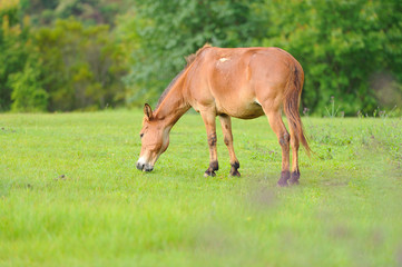 Obraz na płótnie Canvas Horse relax in grassland