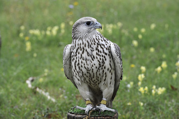 Falco 