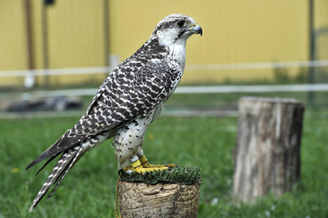 Falco 