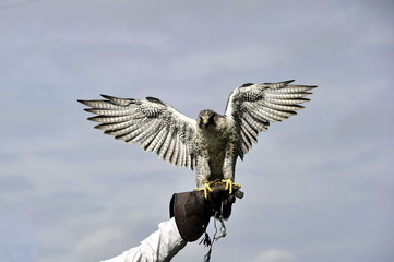 Peregrine Falcon 