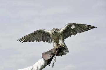 Peregrine Falcon 