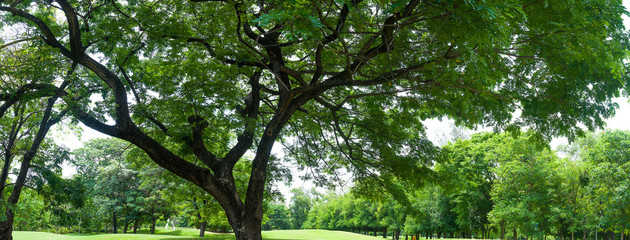panorama green tree