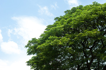 green tree with sky