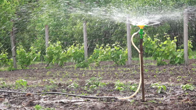 Irrigation Sprinkler Watering Vegetable Garden, Irrigating Agricultural Cultivated Farming Land Soil on a Sunny Day.