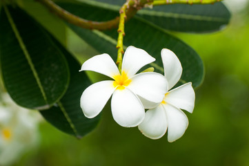  Plumeria tropical flower thai name Leelavadee