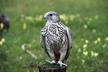 Falco 
