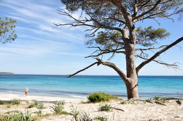 Fototapeta na wymiar plage de Corse du sud