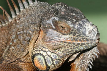 Fototapeta premium Leguan
