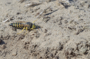 Sand Wasp, female - Bembix rostrata