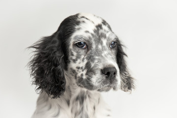 Ritratto di un cucciolo di cane setter inglese bianco e nero fotografato in studio con sfondo bianco