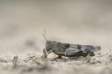 Blue-winged grasshopper - Oedipoda caerulescens