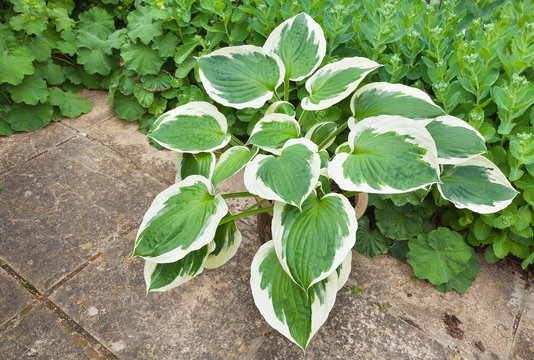Hosta planter against a green foliage background