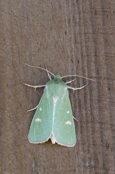 Burren Green - Calamia tridens
