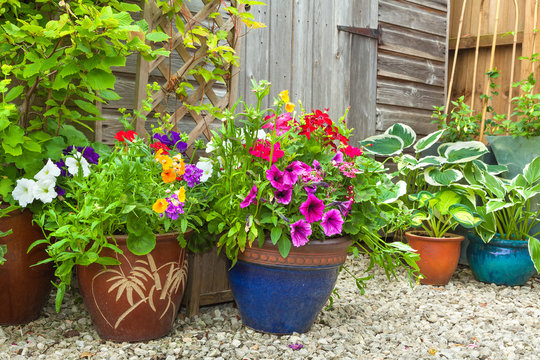 Garden shed hidden by potted plants