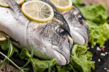 Raw fresh fish dorado