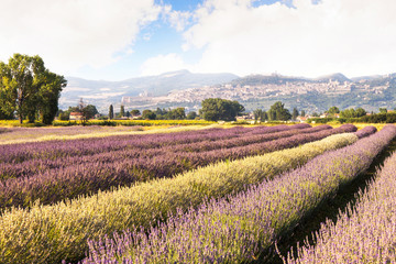 Campo di lavanda vicino ad Assisi
