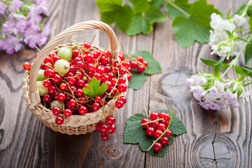 Ripe currant gooseberry in the basket