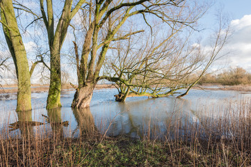 Fototapeta premium Bare trees in the floodplain lakes