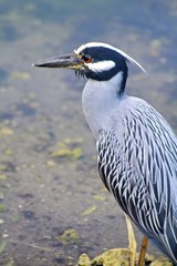 Yellow Crowned Night Heron