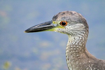 Brown Heron