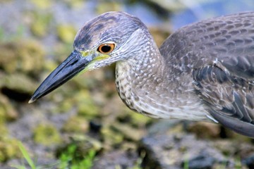 Brown Heron hunting