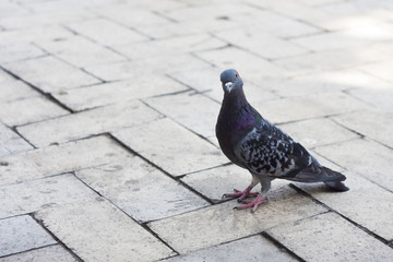 Obraz premium pigeon