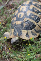 Fototapeta premium griechische landschildkröte