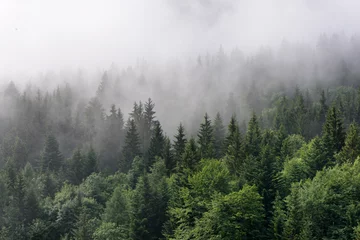 Gordijnen Mist rolt over weelderig groenblijvend bos © XtravaganT