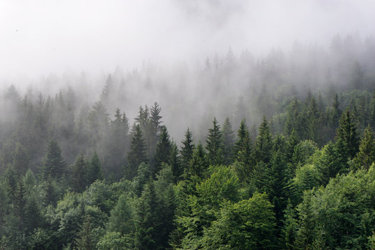Fototapeta Mgła tocząca się po bujnym wiecznie zielonym lesie