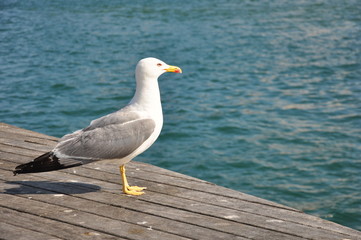 Fototapeta premium Gaviota y Mar, Barcelona, maremagnum
