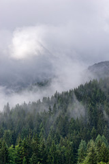 Aerial view of fir trees