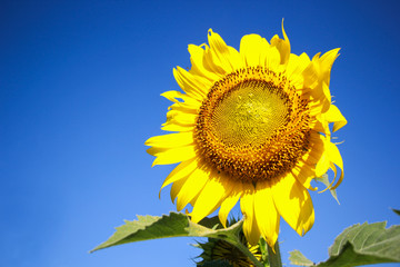Beautiful sunflower and blue sky