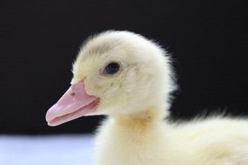 Adorable caneton © laurezan
