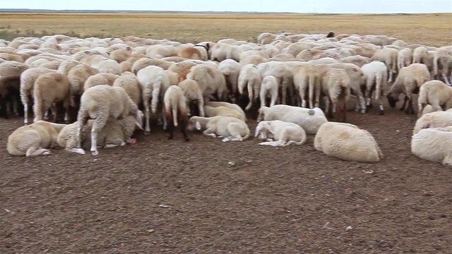 Flock sheep are resting on meadow. Large number sheep are resting on the meadow after grazing.
