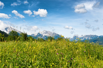 Close up low angle of grassy meadow