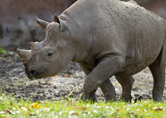 close up of a black rhinoceros walking