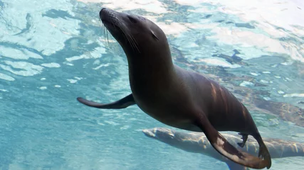 Wanddecoratie Onder water sea lions swimming underwater  © Patrick Rolands