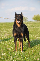 Beauceron dog on the green grass