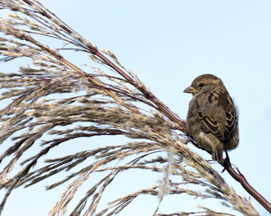 sparrow perches on a bush